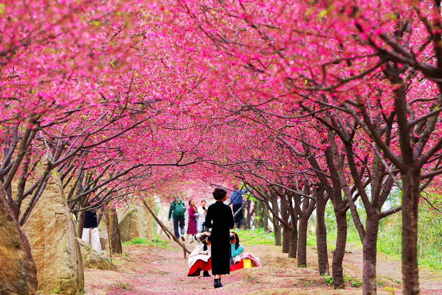 Tourists flock to E China's Xiamen for cherry blossom season