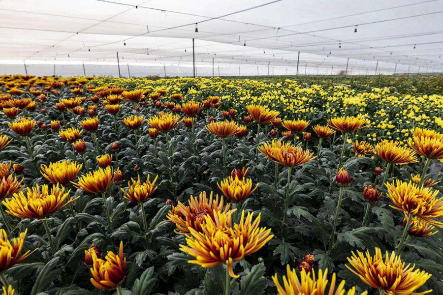 Farmers busy harvesting chrysanthemums in China's Hainan