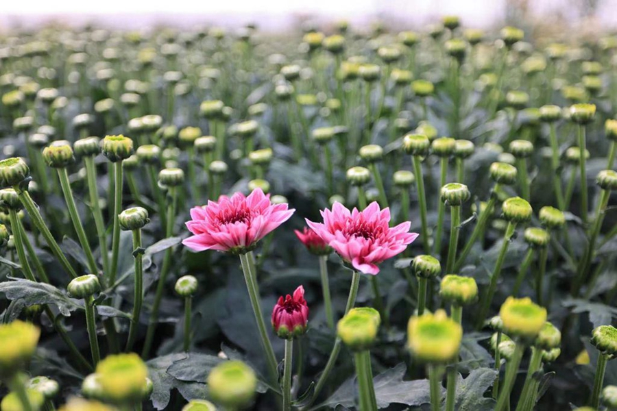 Farmers busy harvesting chrysanthemums in China's Hainan