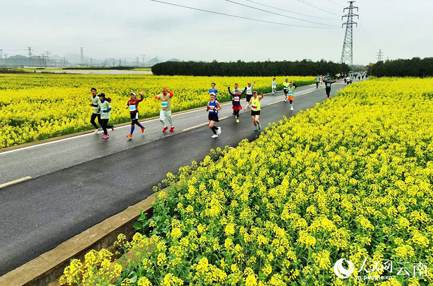 Marathon race held amidst sea of rapeseed flowers in SW China's Yunnan