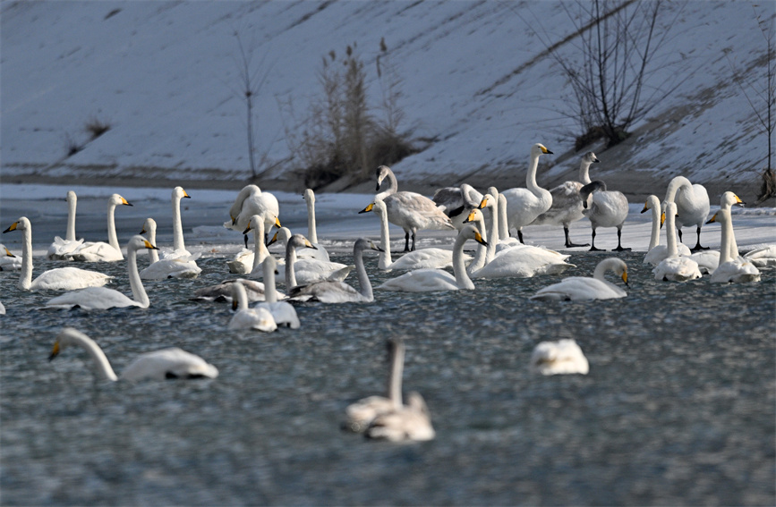 Flock of swans appear on river in Korla city, NW China's Xinjiang