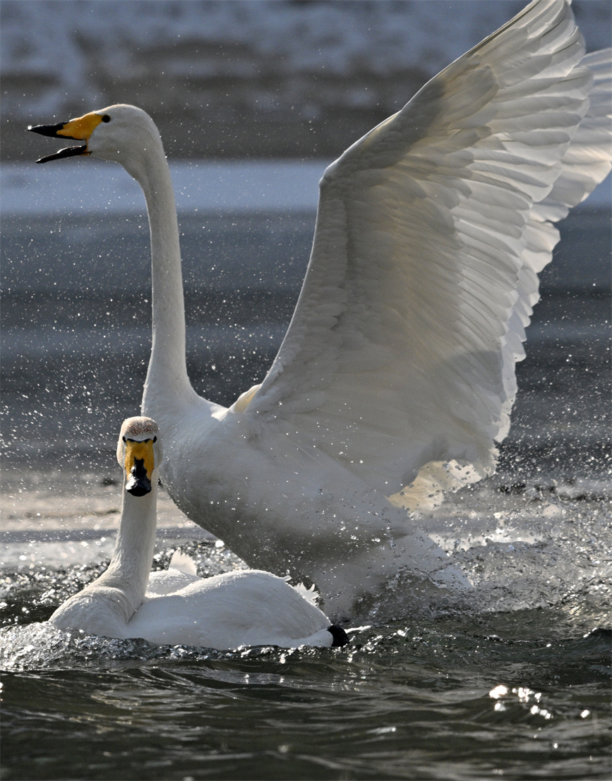 Flock of swans appear on river in Korla city, NW China's Xinjiang