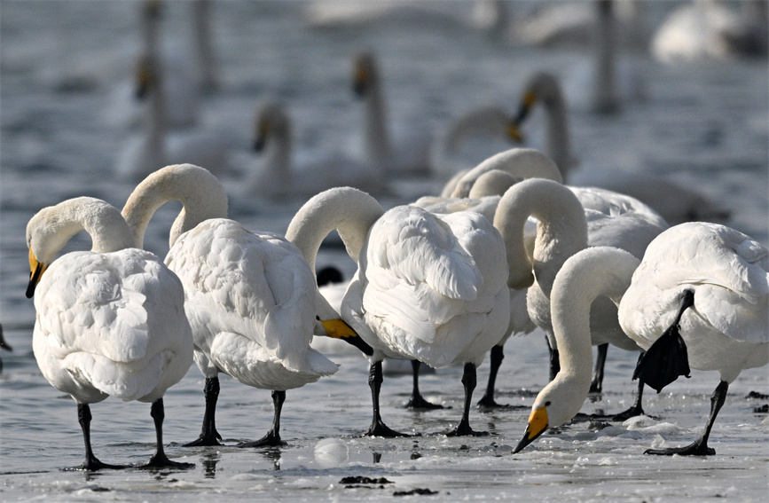 Flock of swans appear on river in Korla city, NW China's Xinjiang