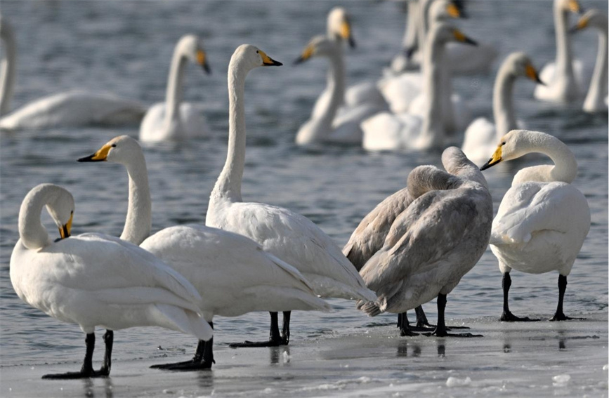 Flock of swans appear on river in Korla city, NW China's Xinjiang