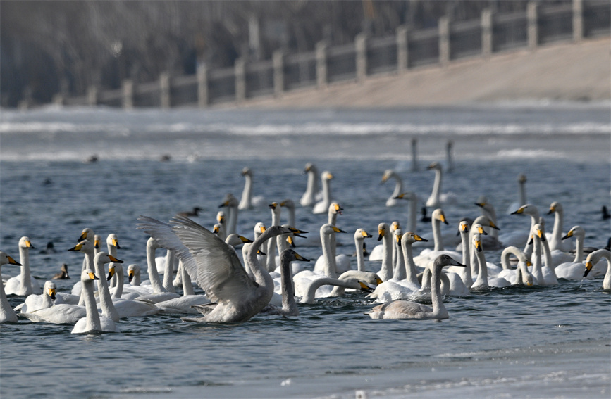 Flock of swans appear on river in Korla city, NW China's Xinjiang