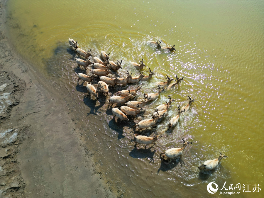 Wild milu deer appear at nature reserve in E China's Jiangsu