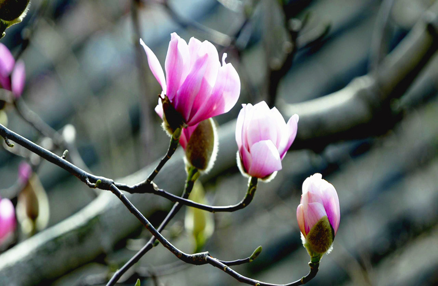400-year-old saucer magnolia tree blossoms in Hanzhong, NW China’s Shaanxi