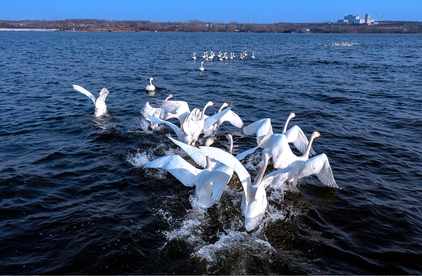 Swans appear at national wetland park in C. China’s Henan