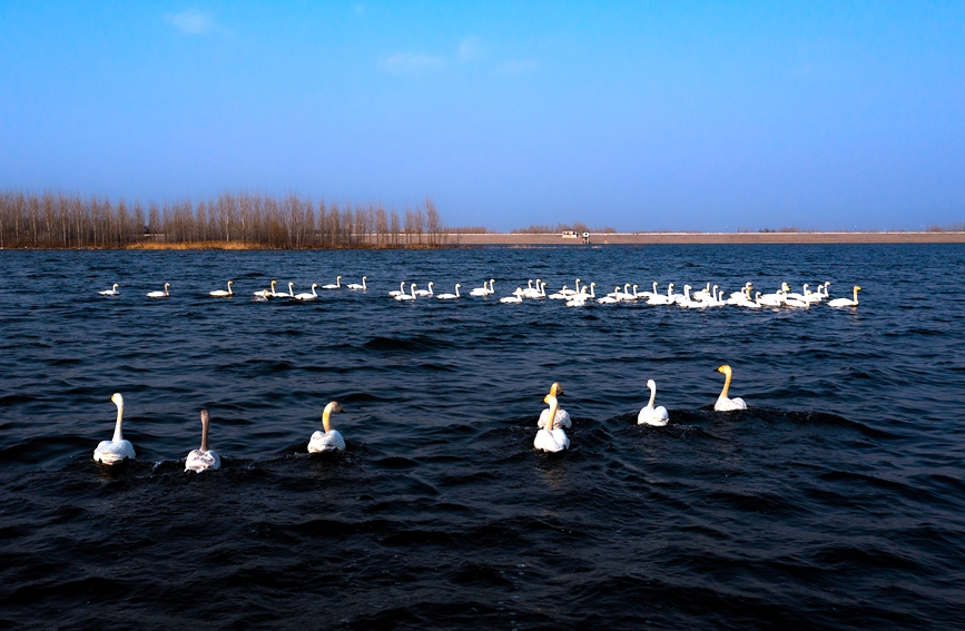 Swans appear at national wetland park in C. China’s Henan