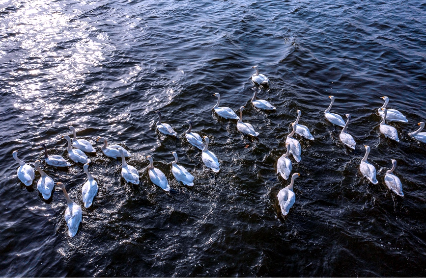 Swans appear at national wetland park in C. China’s Henan