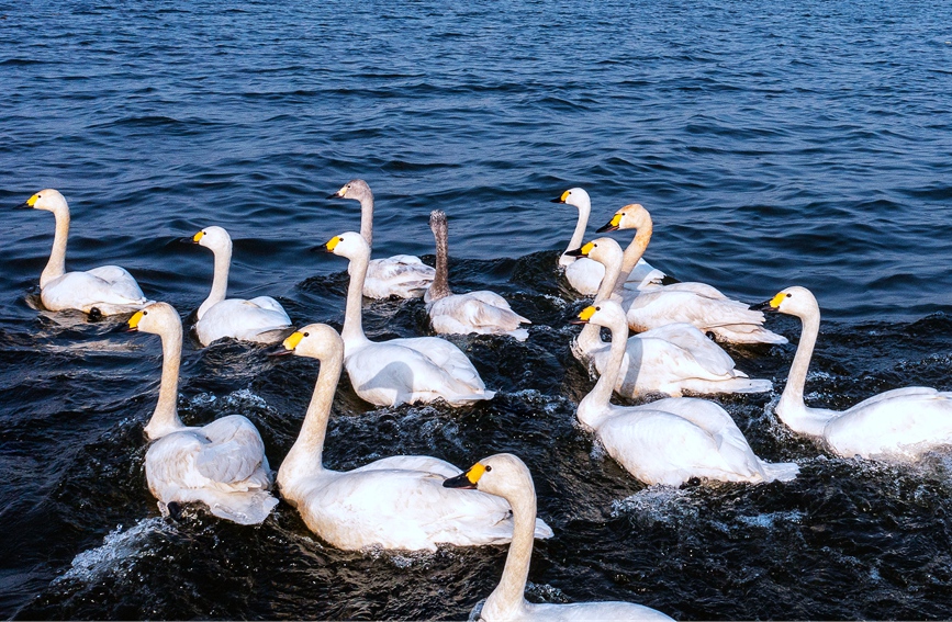 Swans appear at national wetland park in C. China’s Henan