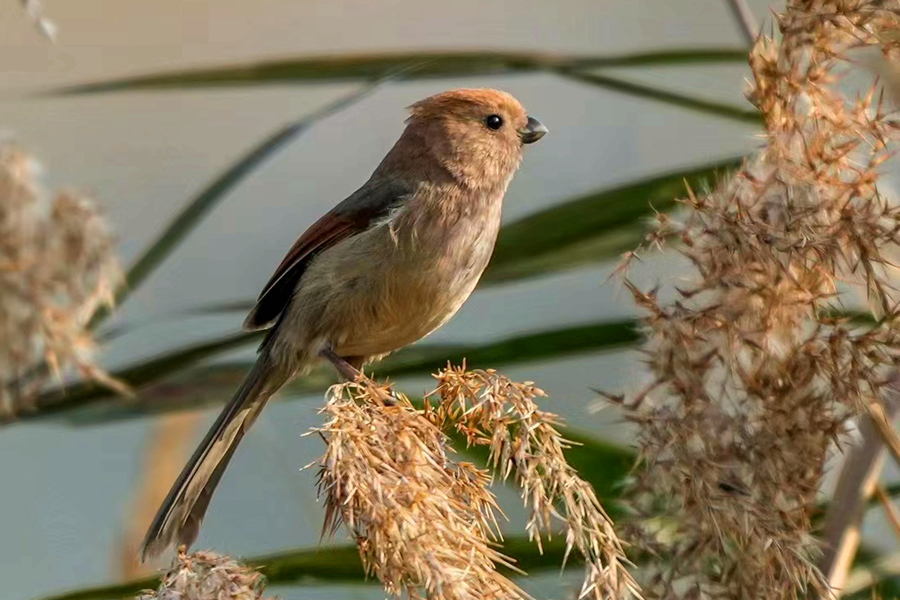 Two bird species spotted for first time in Xiamen, SE China’s Fujian