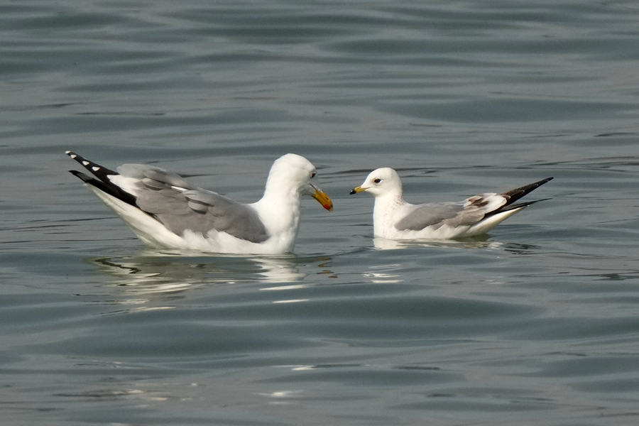 Two bird species spotted for first time in Xiamen, SE China’s Fujian