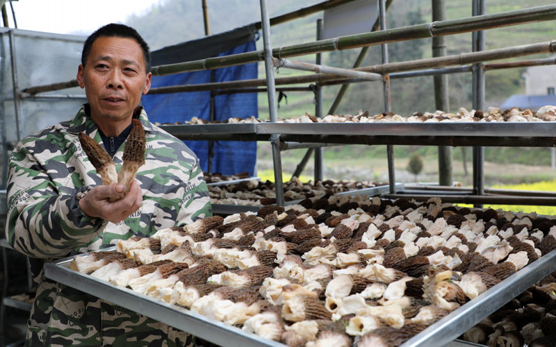 Township in C China’s Hubei drives rural revitalization through morel mushroom cultivation