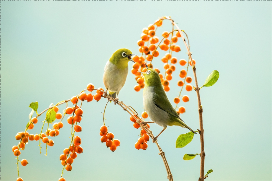 In pics: beautiful flowers and birds in Yunfu Botanical Garden, S China's Guangdong