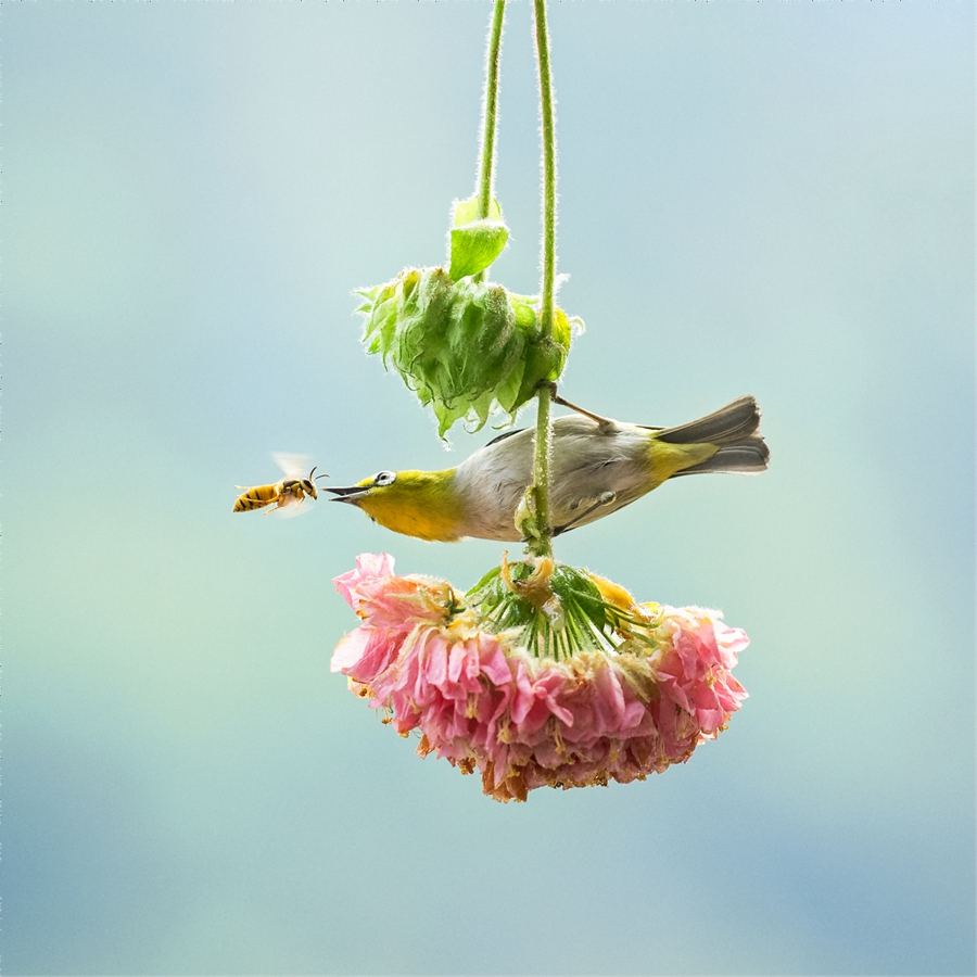 In pics: beautiful flowers and birds in Yunfu Botanical Garden, S China's Guangdong