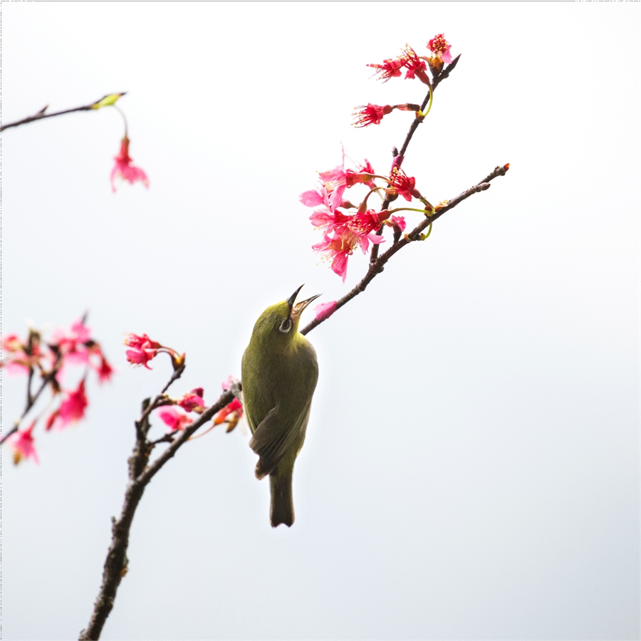 In pics: beautiful flowers and birds in Yunfu Botanical Garden, S China's Guangdong