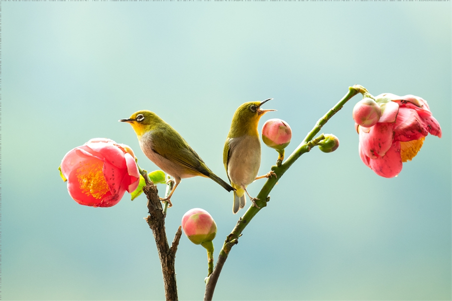 In pics: beautiful flowers and birds in Yunfu Botanical Garden, S China's Guangdong