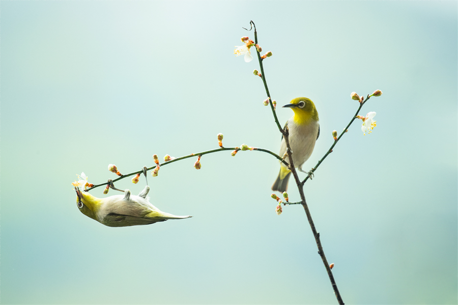 In pics: beautiful flowers and birds in Yunfu Botanical Garden, S China's Guangdong