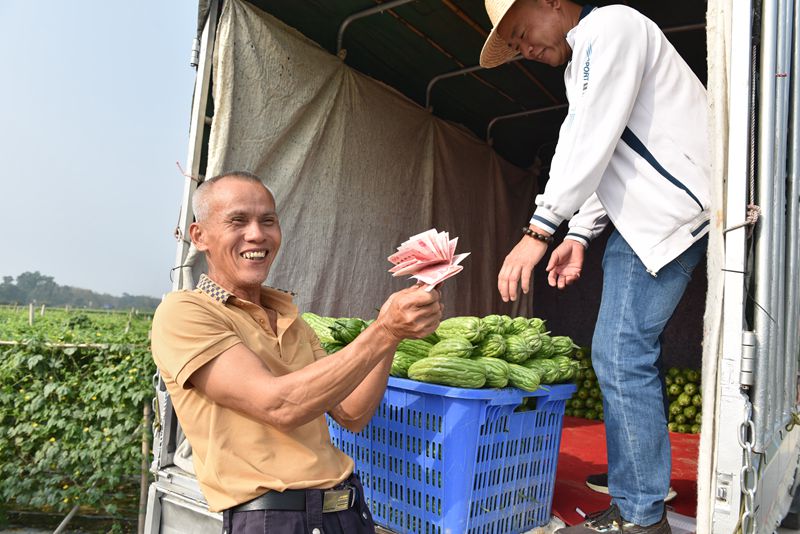 In pics: Bitter gourds harvest season in S China's Hainan