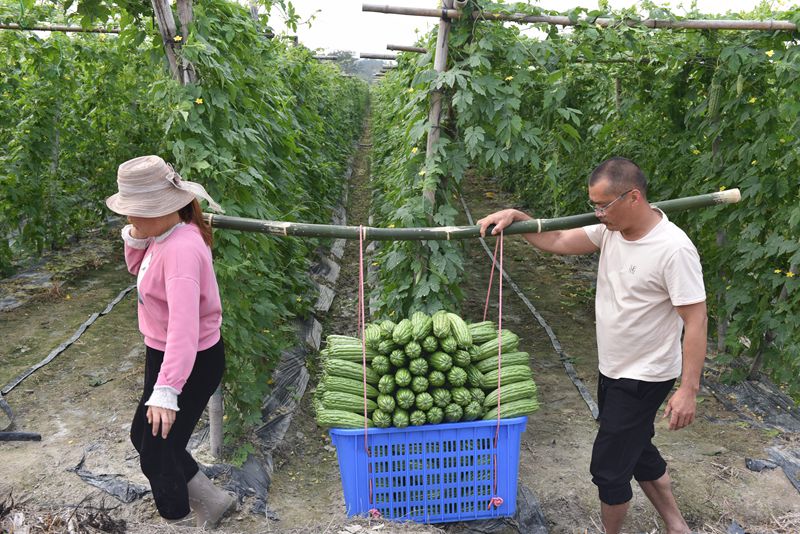 In pics: Bitter gourds harvest season in S China's Hainan