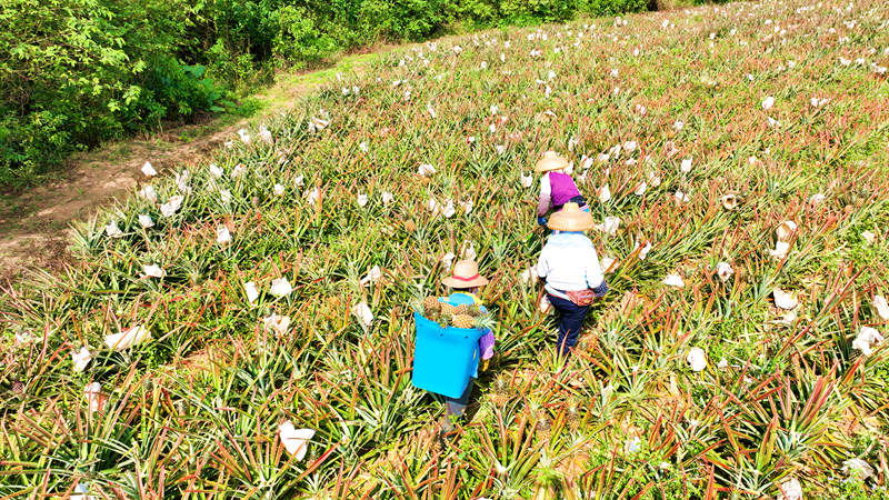 Mango pineapple output exceeds 2,000 kg per mu in S China’s Hainan