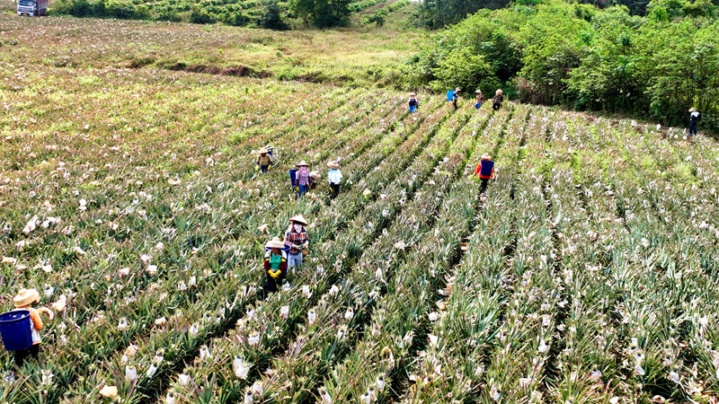 Mango pineapple output exceeds 2,000 kg per mu in S China’s Hainan