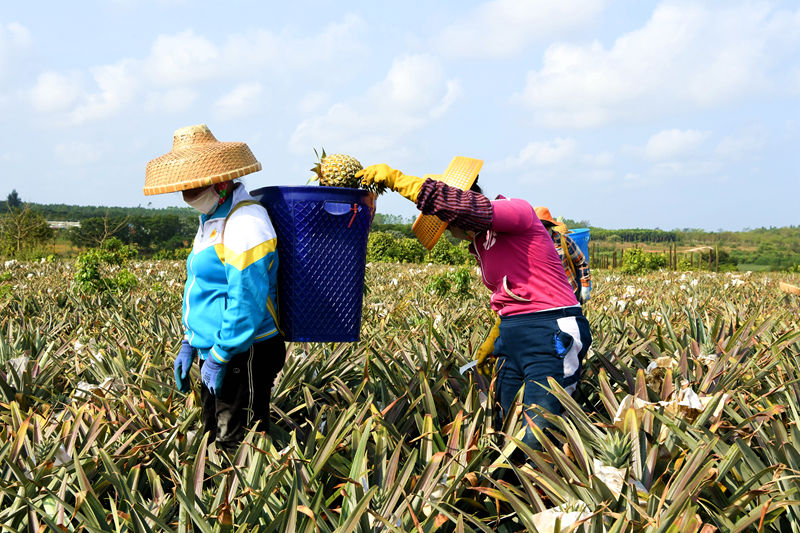 Mango pineapple output exceeds 2,000 kg per mu in S China’s Hainan