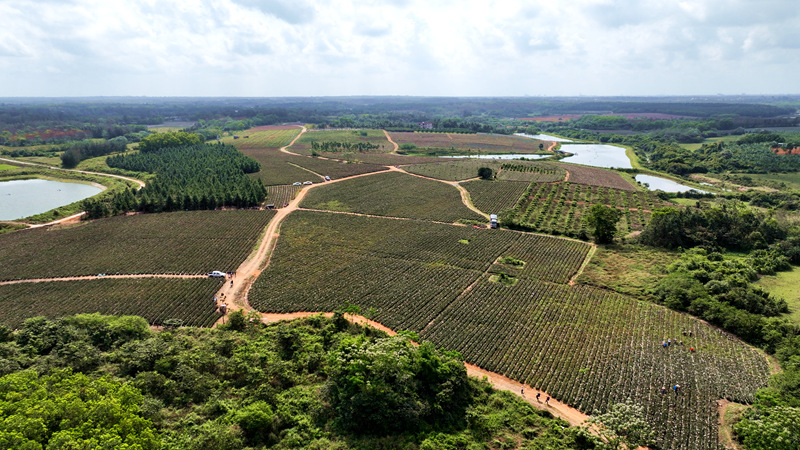 Mango pineapple output exceeds 2,000 kg per mu in S China’s Hainan