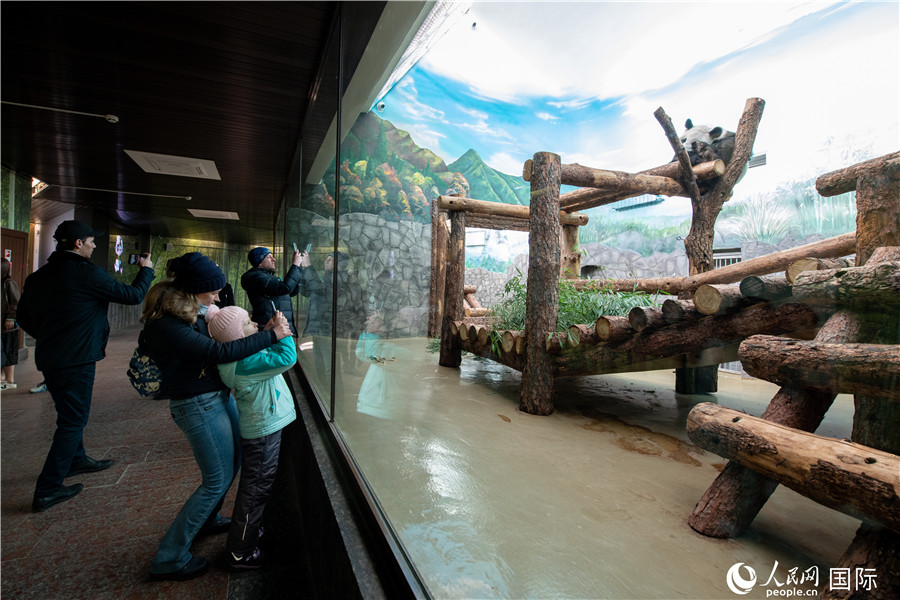 Cute giant pandas at Moscow Zoo attract tourists