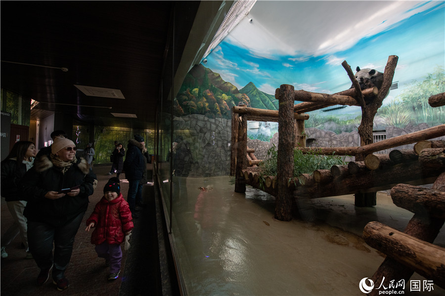 Cute giant pandas at Moscow Zoo attract tourists