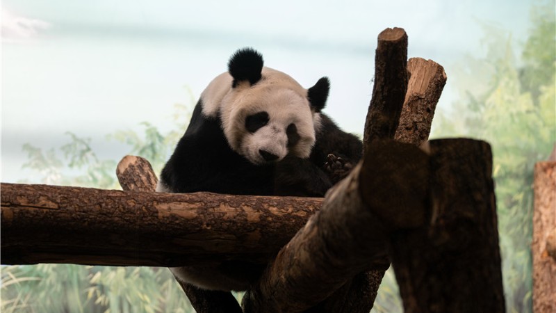 Cute giant pandas at Moscow Zoo attract tourists