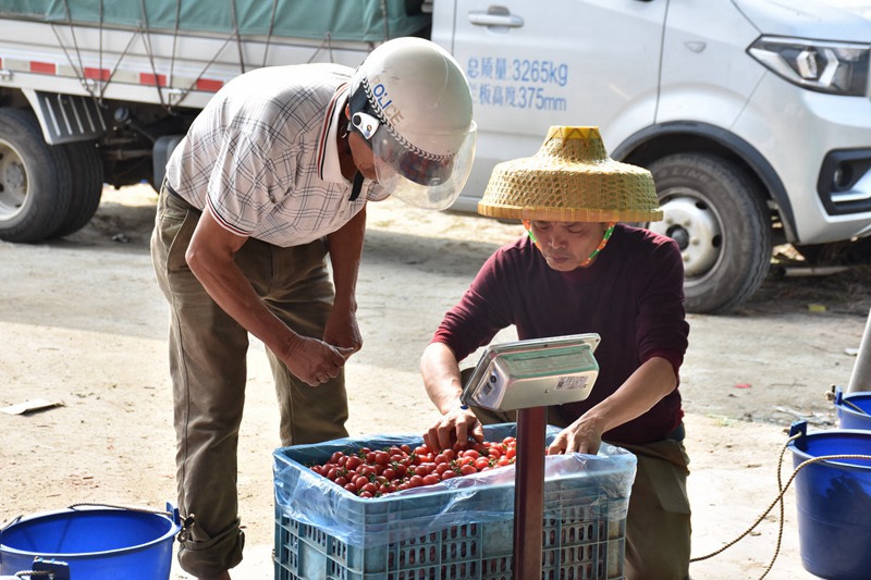 Cherry tomatoes enter harvest season in S China’s Hainan