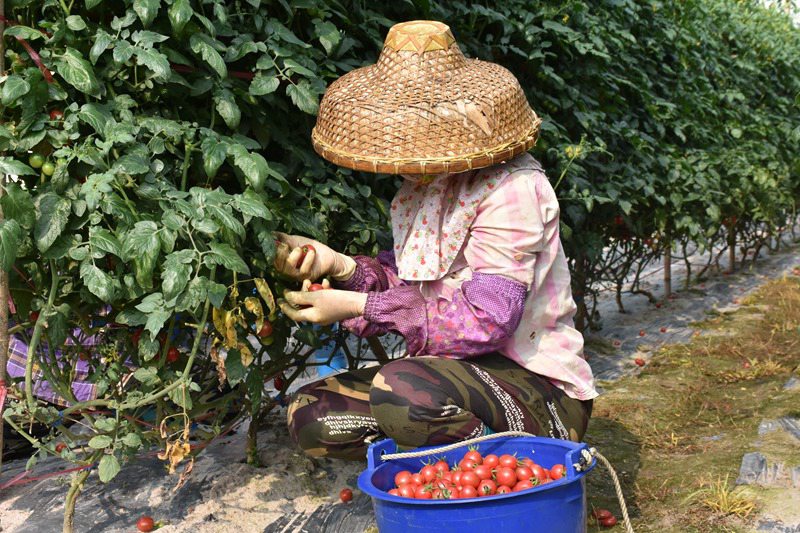 Cherry tomatoes enter harvest season in S China’s Hainan