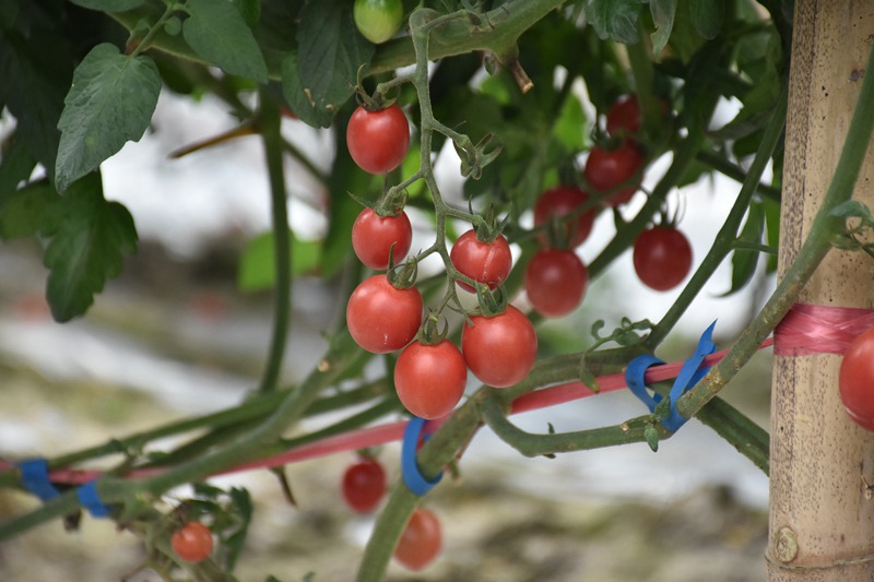 Cherry tomatoes enter harvest season in S China’s Hainan