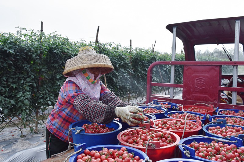 Cherry tomatoes enter harvest season in S China’s Hainan