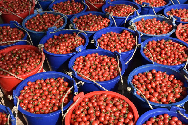 Cherry tomatoes enter harvest season in S China’s Hainan