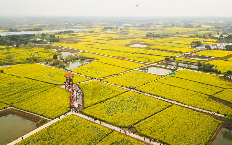 Rapeseed flowers help bring prosperity to countryside in Shayang, C China's Hubei