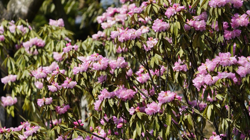 Alpine azalea flower show opens in Giant Panda Valley in SW China’s Sichuan