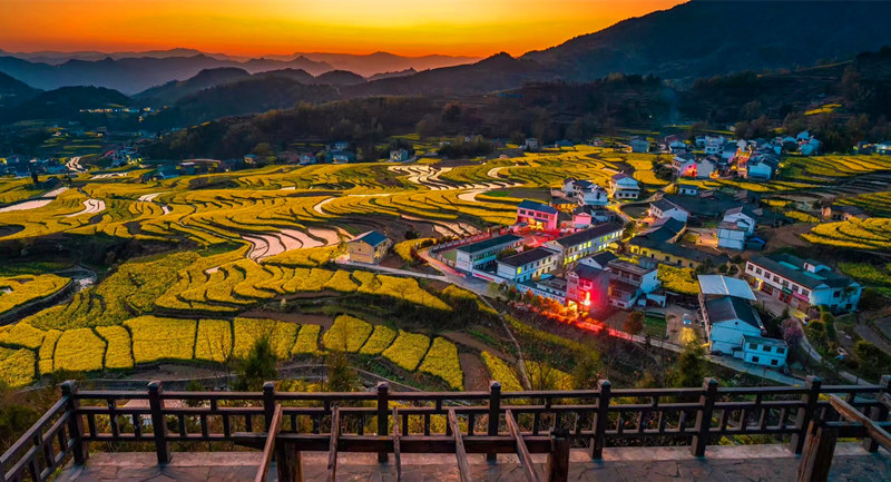 Rapeseed flowers bloom in ancient terraced fields in NW China's Shaanxi