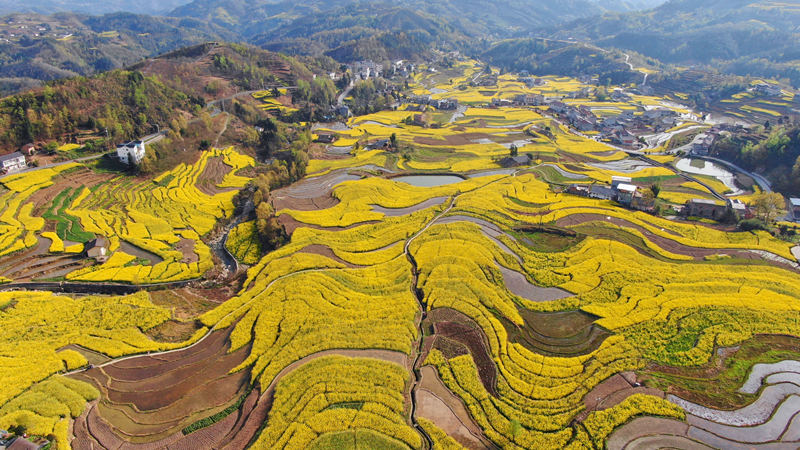 Rapeseed flowers bloom in ancient terraced fields in NW China's Shaanxi