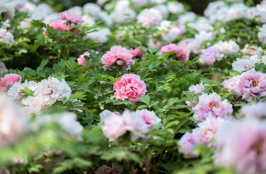 Central China's Luoyang to kick off its 40th peony cultural festival