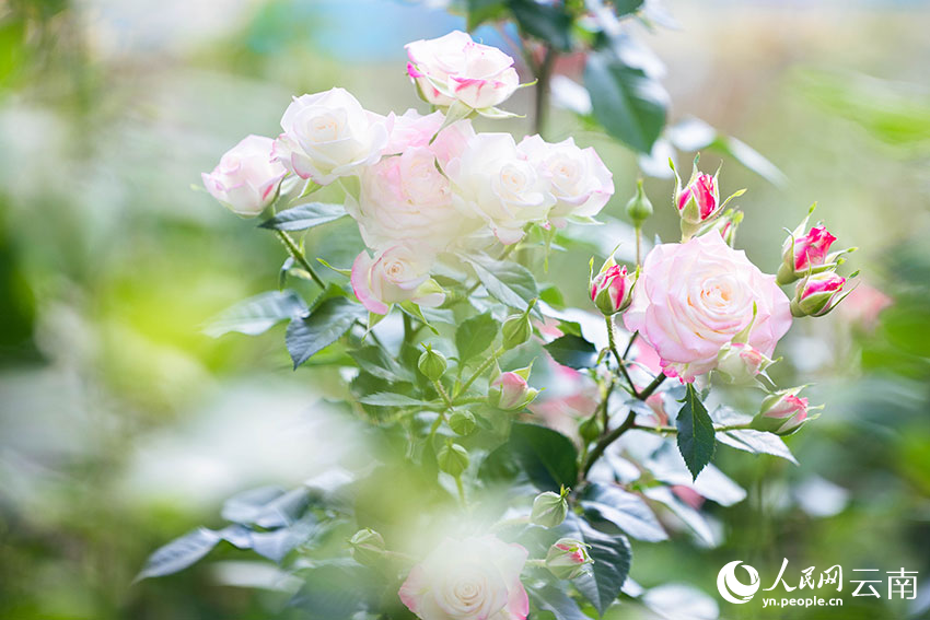 Digitalization spurs modernization of flower industry in SW China’s Yunnan