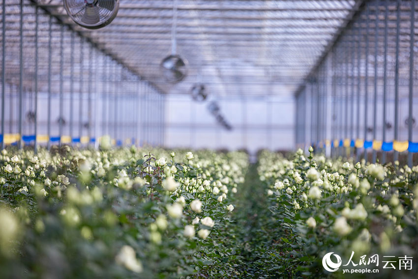 Digitalization spurs modernization of flower industry in SW China’s Yunnan