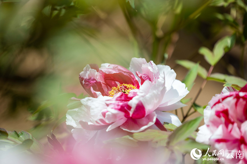 Peony cultural tourism festival kicks off in Wuding, SW China’s Yunnan