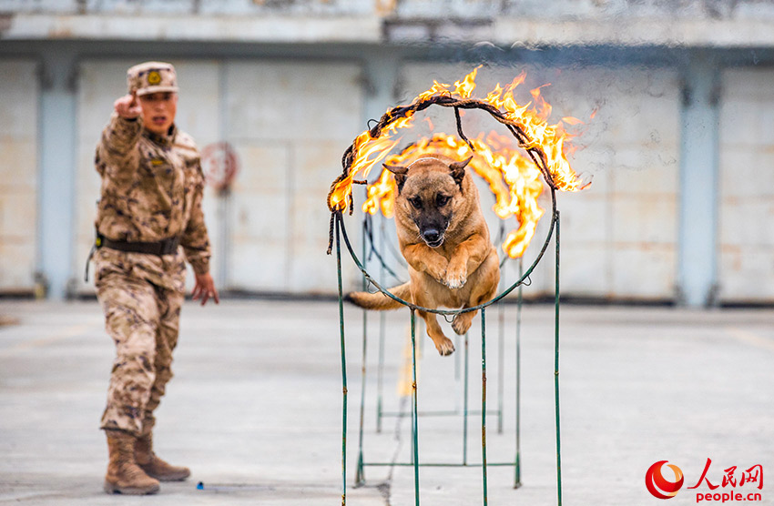 In pics: police dogs undergo various training programs in NW China's Xinjiang