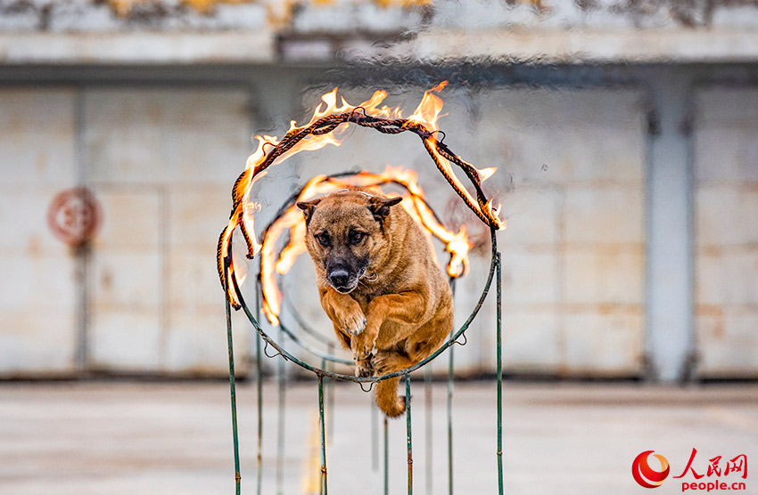 In pics: police dogs undergo various training programs in NW China's Xinjiang