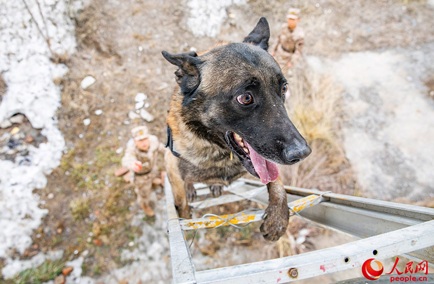 In pics: police dogs undergo various training programs in NW China's Xinjiang