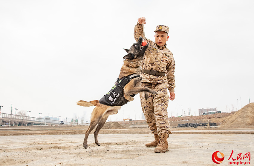 In pics: police dogs undergo various training programs in NW China's Xinjiang