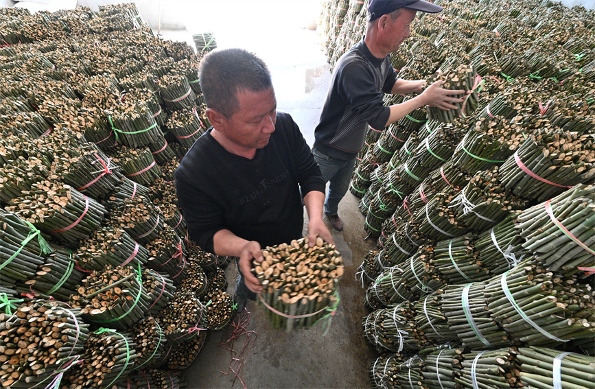 Saplings prepared, transported to clients in southern Xinjiang during season of afforestation